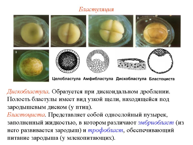 Бластуляция Дискобластула. Образуется при дискоидальном дроблении. Полость бластулы имеет вид узкой щели, находящейся под Бластуляция Дискобластула. Образуется при дискоидальном дроблении. Полость бластулы имеет вид узкой щели, находящейся под